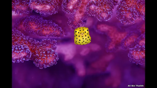 लेंबे जलडमरूमध्य में देखी गई येलो बॉक्स फ़िश