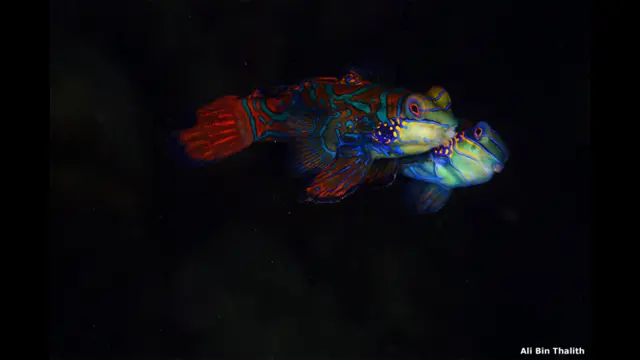 मैनडरिन ड्रैगोनेट