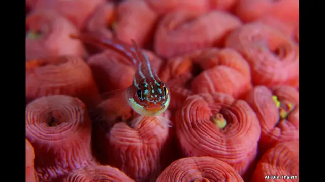 कमोडो राष्ट्रीय पार्क का यह धारीदार ट्रिपल फ़िन 