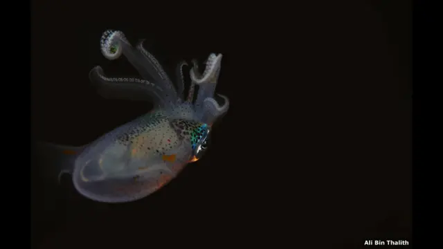 बिग फ़िन रीफ़ स्क्विड, फ़िलीपीन्स 