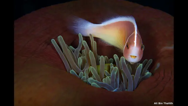 क्लाउन फ़िश, लेंबे जलडमरूमध्य, सुलावेसी