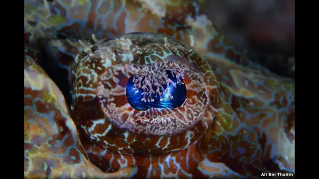 क्रोकोडाइल फ़िश की आंख, माबुल द्वीप, सबा, मलेशिया