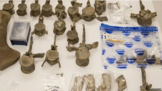 Плезиозавр