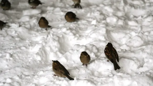 Pajaritos en la nieve