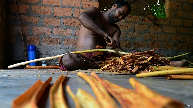 කුරුඳු තැලුම්කරුවන්ගේ හිඟය හේතුවෙන් පසූගිය වසර පහක පමණ කාලයක සිට කුරුඳු නිෂ්පාදනයේ සැලකිය යුතු වර්ධනයක් පෙන්වා නැති බවයි මහ බැංකු සංඛ්යා ලේඛන හා දත්ත පෙන්වා දෙන්නේ