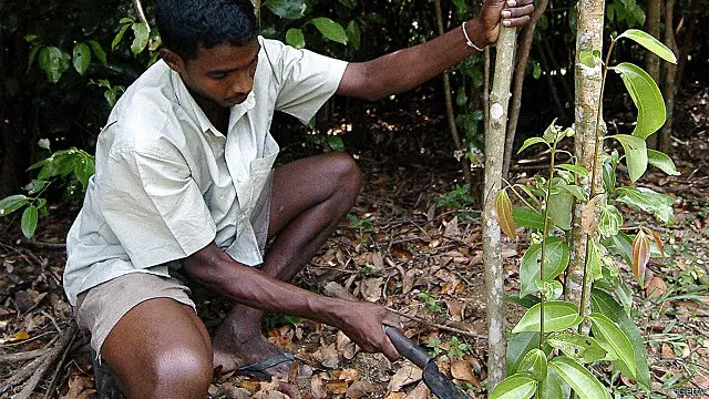 කුරුඳු වගාවේ ව්යාප්තිය අඩු වී ගිය ද ඉන් ජාතික ආර්ථිකයට ලැබෙන ආදායම් ප්රමාණය සුළුපටු නොවන බවයි දශක කිහිපයක අපනයන ආදායම් පරීක්ෂා කිරීමෙන් පැහැදිලි වන්නේ