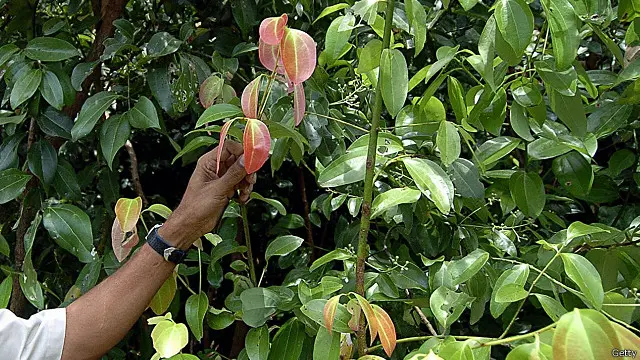 කුරුඳු අපනයනයෙන් රුපියල් මිලියන 45,000ක ආදායමක් පසුගිය 2014 වසරේ ලැබී තිබිණි