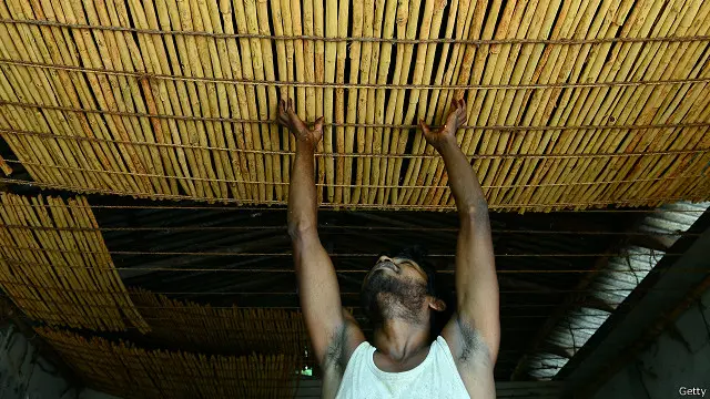 ලෝක වෙළෙඳපොළේ කුරුඳු නිෂ්පාදනයෙන් 95% කටම හිමිකම් කියනුයේ ශ්රී ලංකාවයි