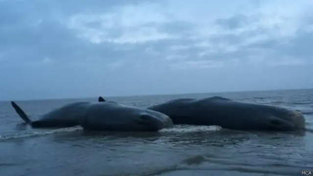 स्पर्म व्हेल