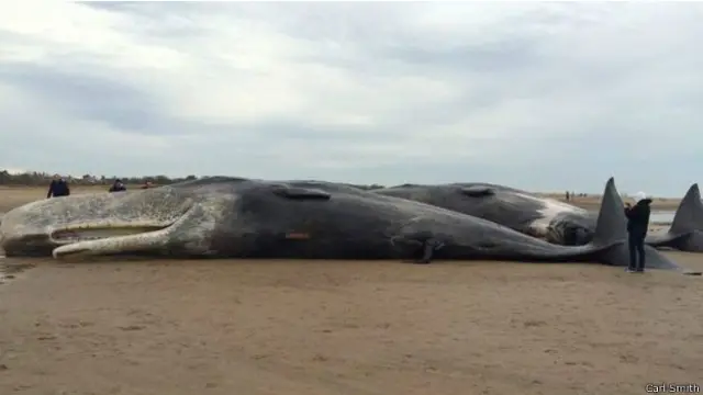 ब्रिटेन में व्हेल्स की मौत