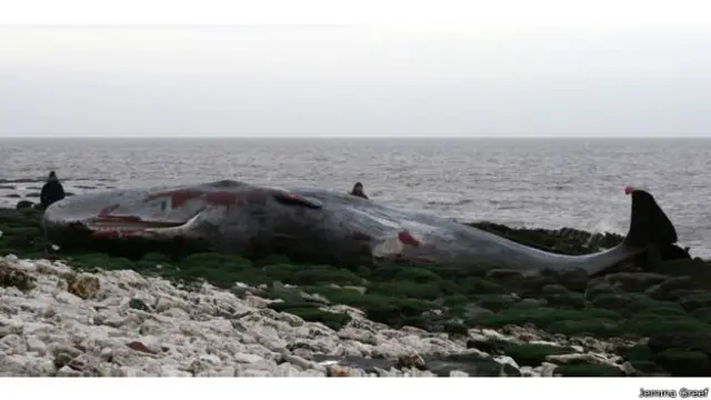 ब्रिटेन में स्पर्म व्हेल की मौत