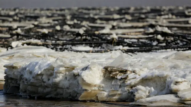 江蘇連雲港市海州灣沿海被海冰覆蓋的紫菜