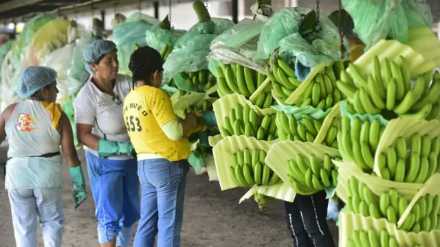 Plantación de bananas en Ecuador. 