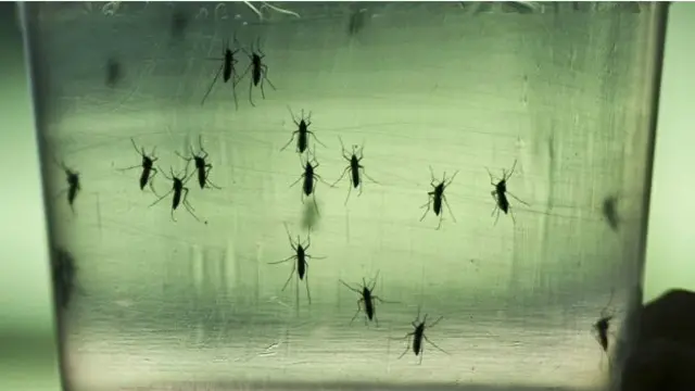 Вірус переносять комарі