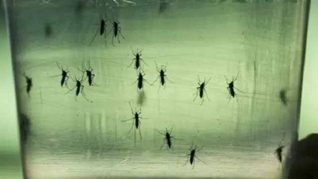 الفيروس ينتقل من خلال بعوضة يديس ايجبتاي الموجودة في جميع دول الأمريكتين باستثناء كندا وشيلي