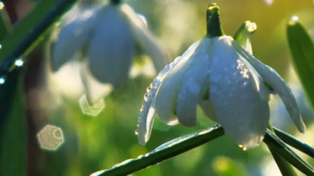 Belsay Hall花园的雪花莲，给圣经中的夏娃带来希望