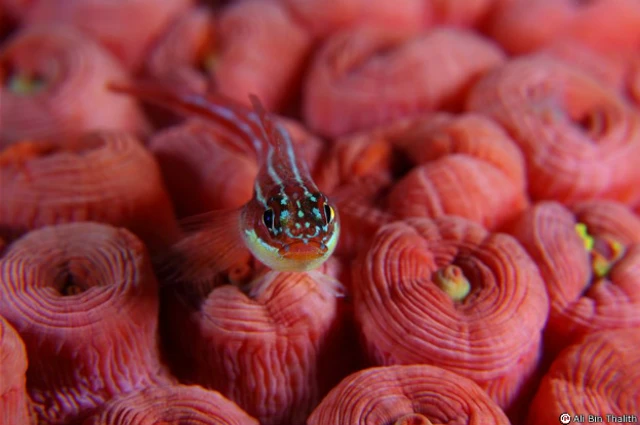 Helcogramma striatum