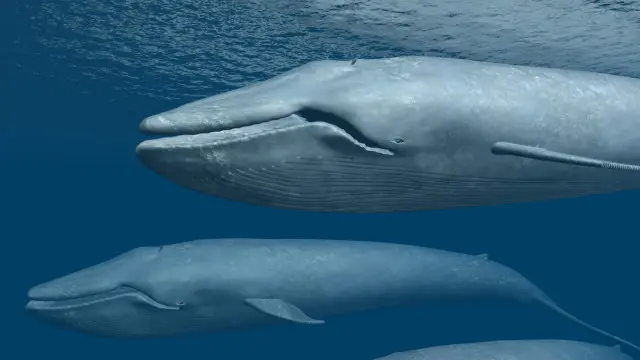 Baleias azuis carregam imensa quantidade de gordura - mas proporcionalmente há animais mais gordos