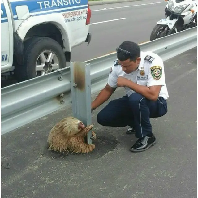 Funcionario de Ecuador con oso perezoso
