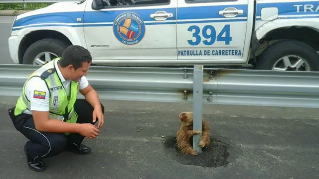 Oso perezoso en la vía