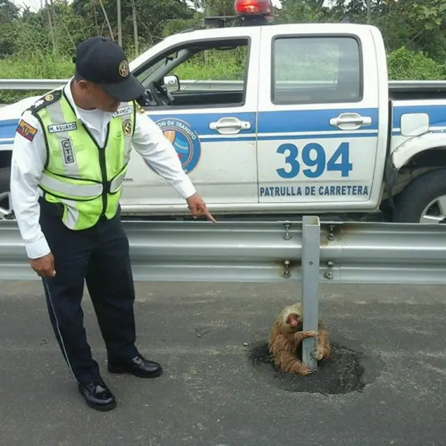 Un funcionario muestra donde fue hallado el oso perezoso.