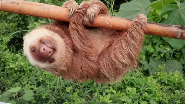 Oso perezoso en su hábitat natural.