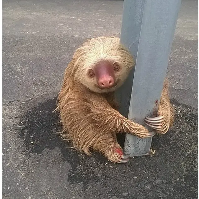 El oso fue hallado en la provincia de Los Ríos, en Ecuador.