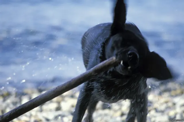 están bien los palos de matón para los cachorros