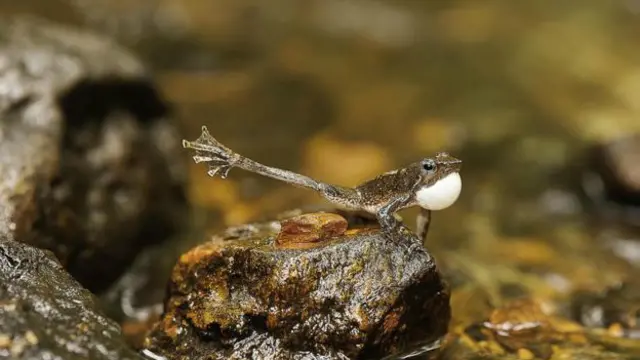 Biju ha estudiado el comportamiento de esta "rana danzante". 