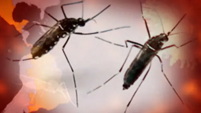 Mosquito trasmisor del virus zika