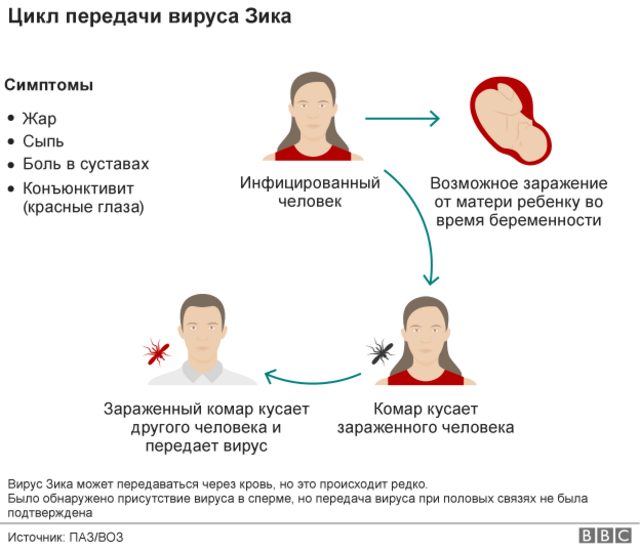 Вирус Зика: симптомы, пути передачи, диагностика и лечение