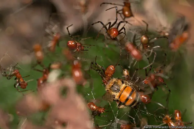 Abeja atrapada en una telaraña