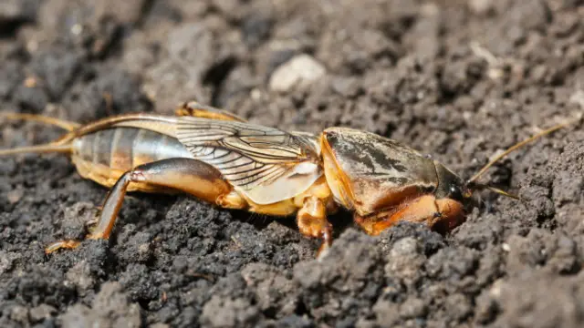 Avrupa'da yaşayan danaburnu da yüksek ses çıkaran böcekler arasında.