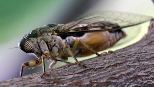 Güneydoğu Asya'da yaşayan dev ağustos böcekleri en gürültülü böcek rekorunu ele geçirebilir.
