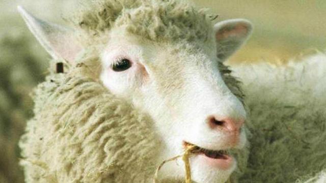 Dolly, descrita como "la oveja más famosa del mundo", vivió apenas 7 años.