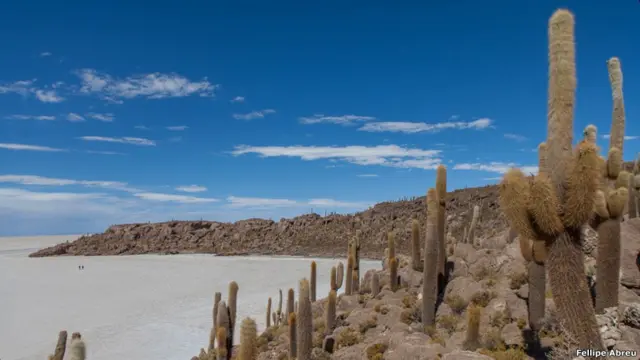 Kaktus di Uyuni
