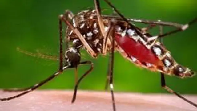 بعوضة "الزاعجة المصرية"