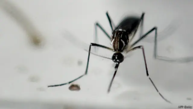 En la mayoría de los casos el virus del zika es transmitido por la picadura de un mosquito del género Aedes, como este Aedes aegypti.