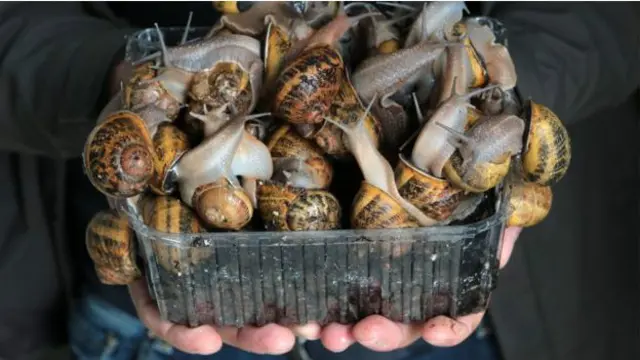 کوریا میں کہا جاتا ہے کہ گھونگوں سے خارج ہونی والی چپچپاہٹ چہرے کی جلد کے لیے اچھی ہوتی ہے