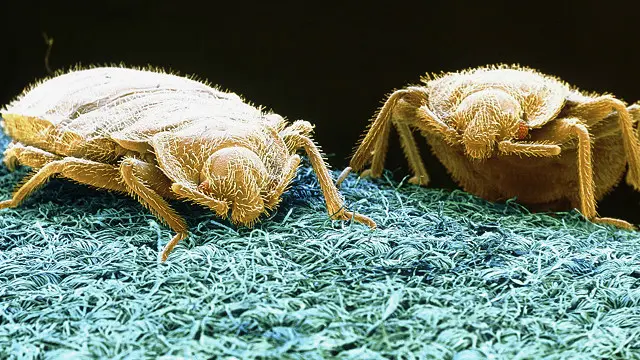 সস্তা হোটেল থেকে ছারপোকা ছড়িয়ে পড়ছে বাসাবাড়িতে।