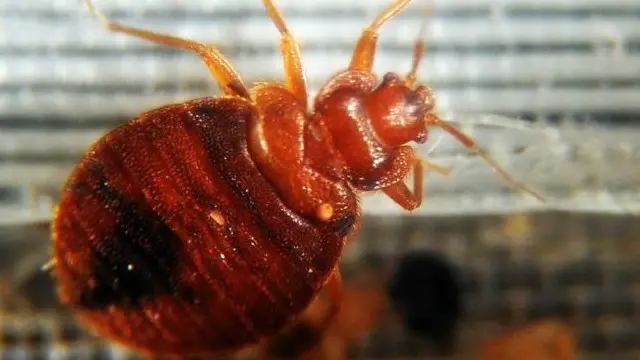 يرى الباحثون أن هناك حاجة لدراسة طرق غير كيميائية لمكافحة حشرات بق الفراش.