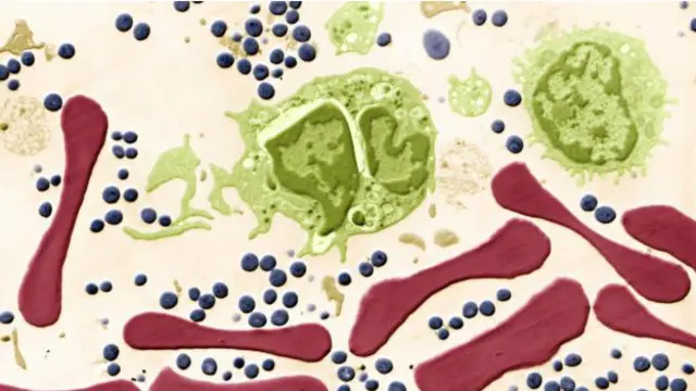 Células de la sangre