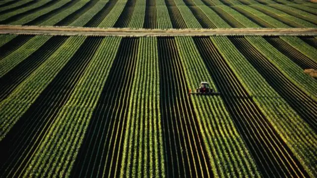 即使改变农场地点，美国的大豆产量最终仍会降低(图片来源：Getty Images)