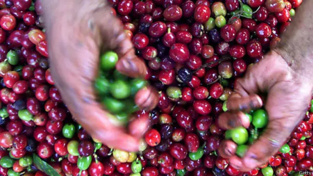 咖啡种植可能需要转移到气温更低的气候中(图片来源：Getty Images)