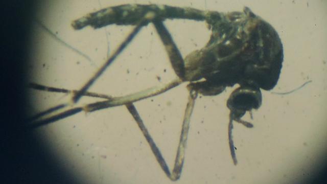 Aedes aegypti, el mosquito que transmite el virus del zika