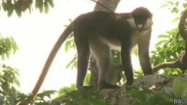 Los científicos identificaron el virus del zika por primera vez en un mono.