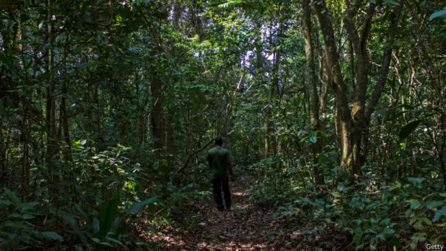 En el bosque de Zika viven unas 40 especies de mosquitos.