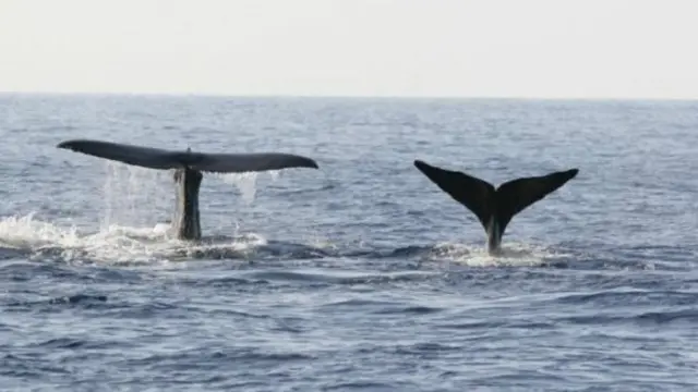 غالباً ما يتم التعرف على حيتان العنبر عن طريق زعانفها الذيلية