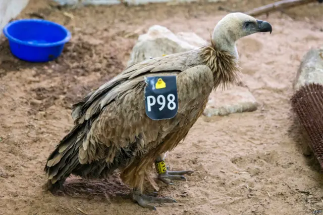 Terdapat perangkat pemancar GPS pada ekor unggas tersebut ketika ditangkap. Lalu, pada kaki burung ada cincin logam berukir dengan tulisan ‘Tel Aviv Univ Israel’.