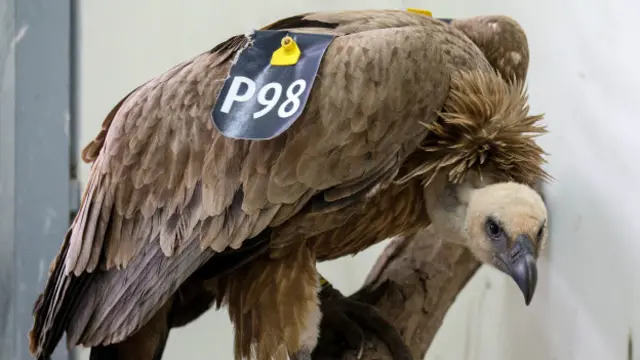 این نخستین بار نیست که کرکسی به اتهام 'جاسوسی برای موساد' گرفتار می‌شود